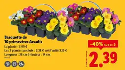 Lidl Barquette de 10 primevères Acaulis offre