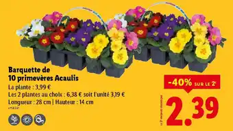 Lidl Barquette de 10 primevères Acaulis offre