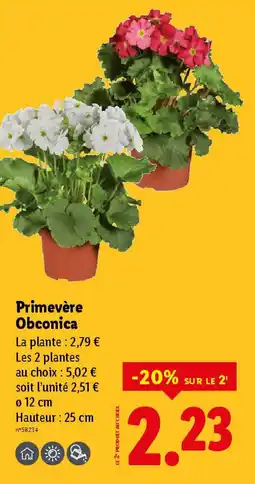 Lidl Primevère Obconica offre