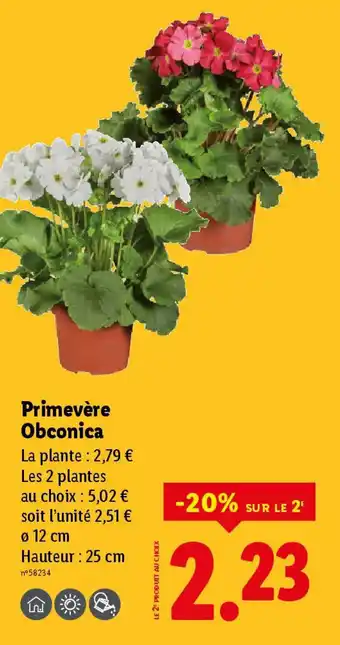 Lidl Primevère Obconica offre