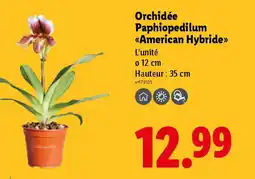 Lidl Orchidée Paphiopedilum «American Hybride>> offre