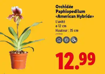 Lidl Orchidée Paphiopedilum «American Hybride>> offre