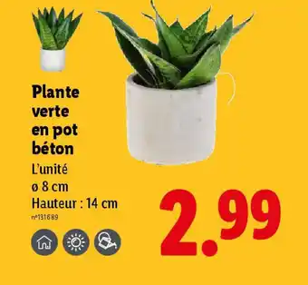 Lidl Plante verte en pot béton offre