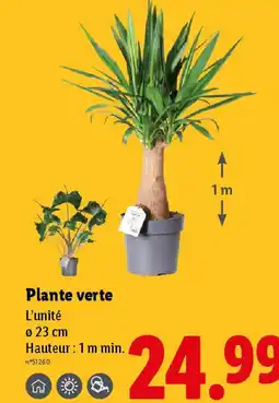 Lidl Plante verte offre