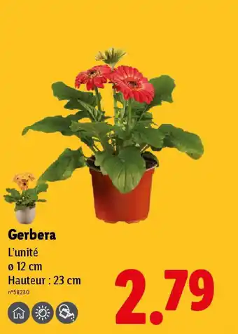 Lidl Gerbera offre