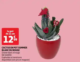 Auchan Cactus en pot summer blanc ou rouge offre