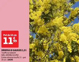 Auchan MIMOSA LE GAULOIS offre