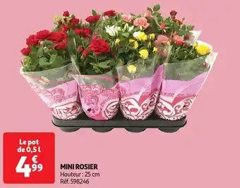 Auchan Mini rosier offre