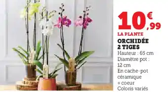 Super U ORCHIDÉE 2 TIGES offre