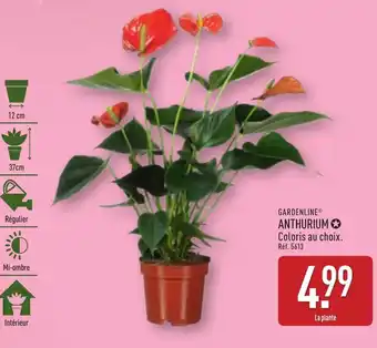 ALDI Gardenline anthurium offre