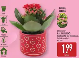 ALDI Gardenline kalanchoe offre