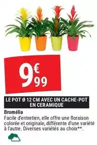 Gamm vert Facile - le pot 12 cm avec un cache-pot en ceramique offre