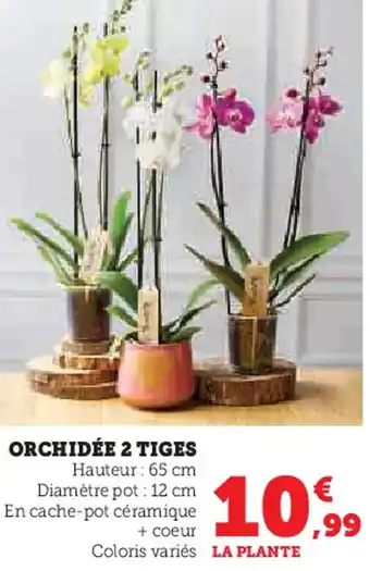 Hyper U Orchidée 2 tiges offre