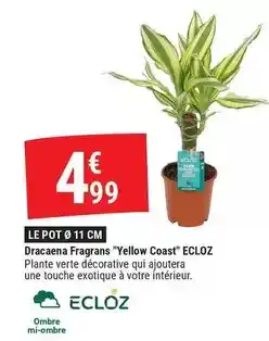 Gamm vert Ecloz - le pot 11 cm offre