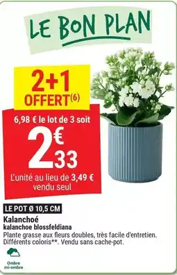 Gamm vert Facile - kalanchoé offre