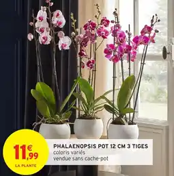 Intermarché Phalaenopsis pot 12 cm 3 tiges offre