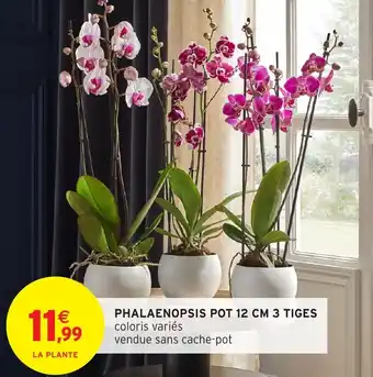 Intermarché Phalaenopsis pot 12 cm 3 tiges offre