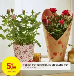 Intermarché Rosier pot 12 cm dans un cache pot offre