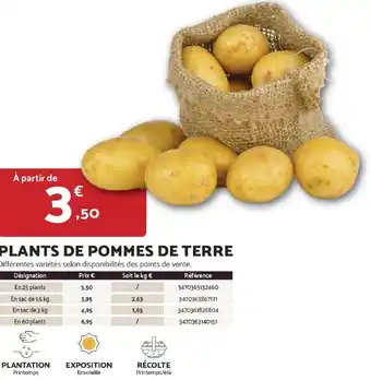 Bricomarché Plants de pommes de terre offre