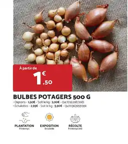 Bricomarché Bulbes potagers offre