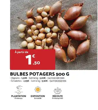 Bricomarché Bulbes potagers offre