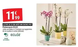 Gamm vert Ecloz - phalenopsis offre