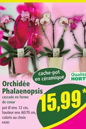 Norma Orchidée Phalaenopsis offre