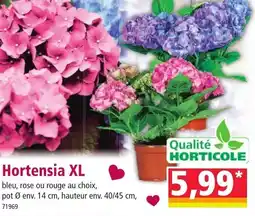 Norma Qualité horticole hortensia xl offre