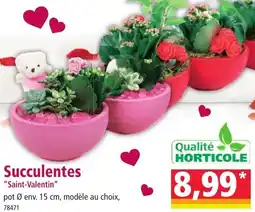 Norma Qualité horticole succulentes "Saint-Valentin" offre