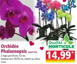 Norma Qualité horticole orchidée phalaenopsis royal mix offre