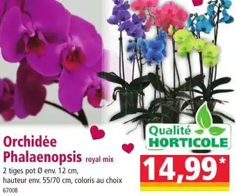 Norma Qualité horticole orchidée phalaenopsis royal mix offre