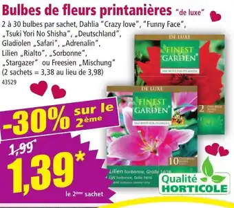 Norma Qualité horticole Bulbes de fleurs printanières "de luxe" offre