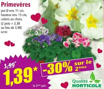 Norma Qualité horticole primevères offre