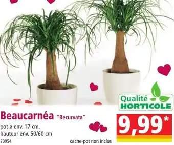 Norma Qualité horticole beaucarnea "recurvata" offre