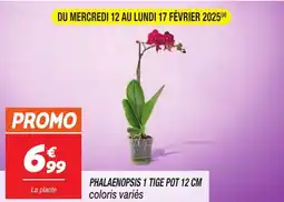 Netto Phalaenopsis 1 tige offre