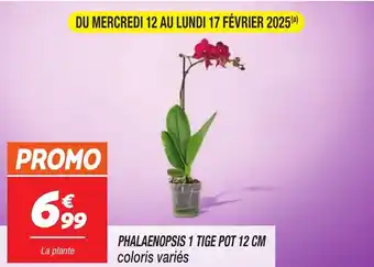 Netto Phalaenopsis 1 tige offre