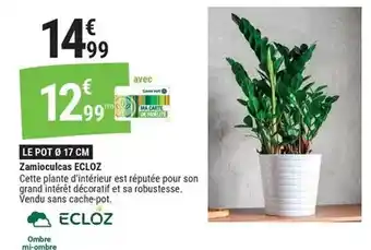 Gamm vert Ecloz - zamioulicas offre