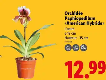 Lidl Orchidée Paphiopedilum «American Hybride>> offre