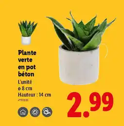 Lidl Plante verte en pot béton offre