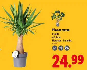 Lidl Plante verte offre