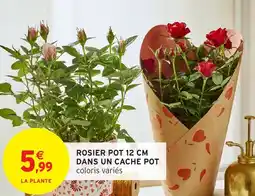 Intermarché Hyper Rosier pot dans un cache pot offre