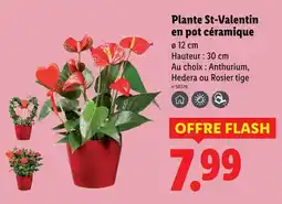 Lidl Plante St-Valentin en pot céramique offre