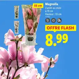 Lidl Magnolia offre