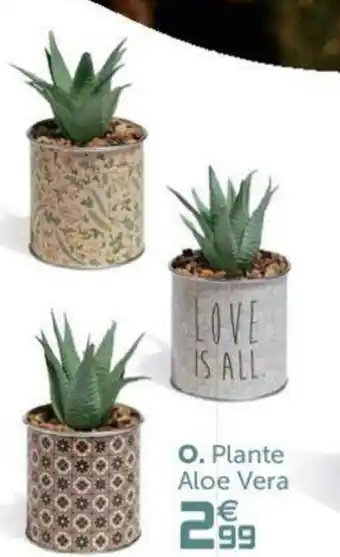 GiFi Plante Aloe Vera offre
