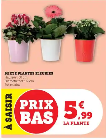 Hyper U Mixte plantes fleuries offre