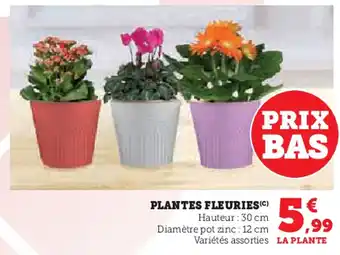 U Express Plantes fleuries offre