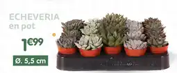 b&m Echeveria en pot offre