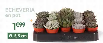 b&m Echeveria en pot offre