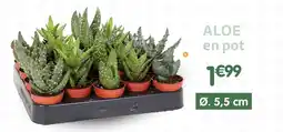 b&m Aloe en pot offre