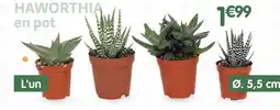 b&m Haworthia en pot offre